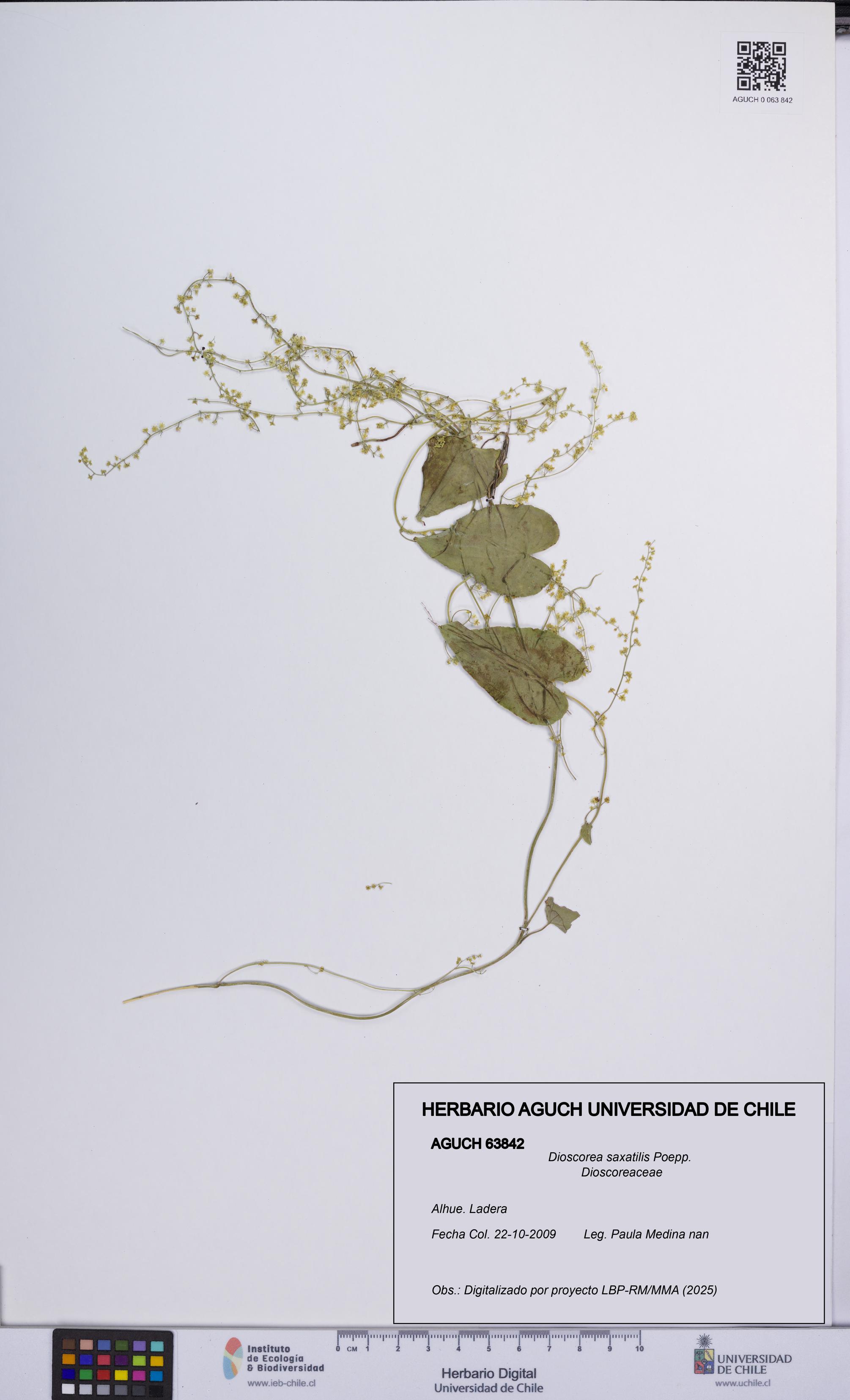 Dioscorea saxatilis [Espécimen: UCH:AGUCH:0063842]