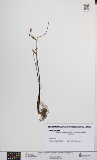 Olsynium junceum [Espécimen: UCH:AGUCH:0063857]