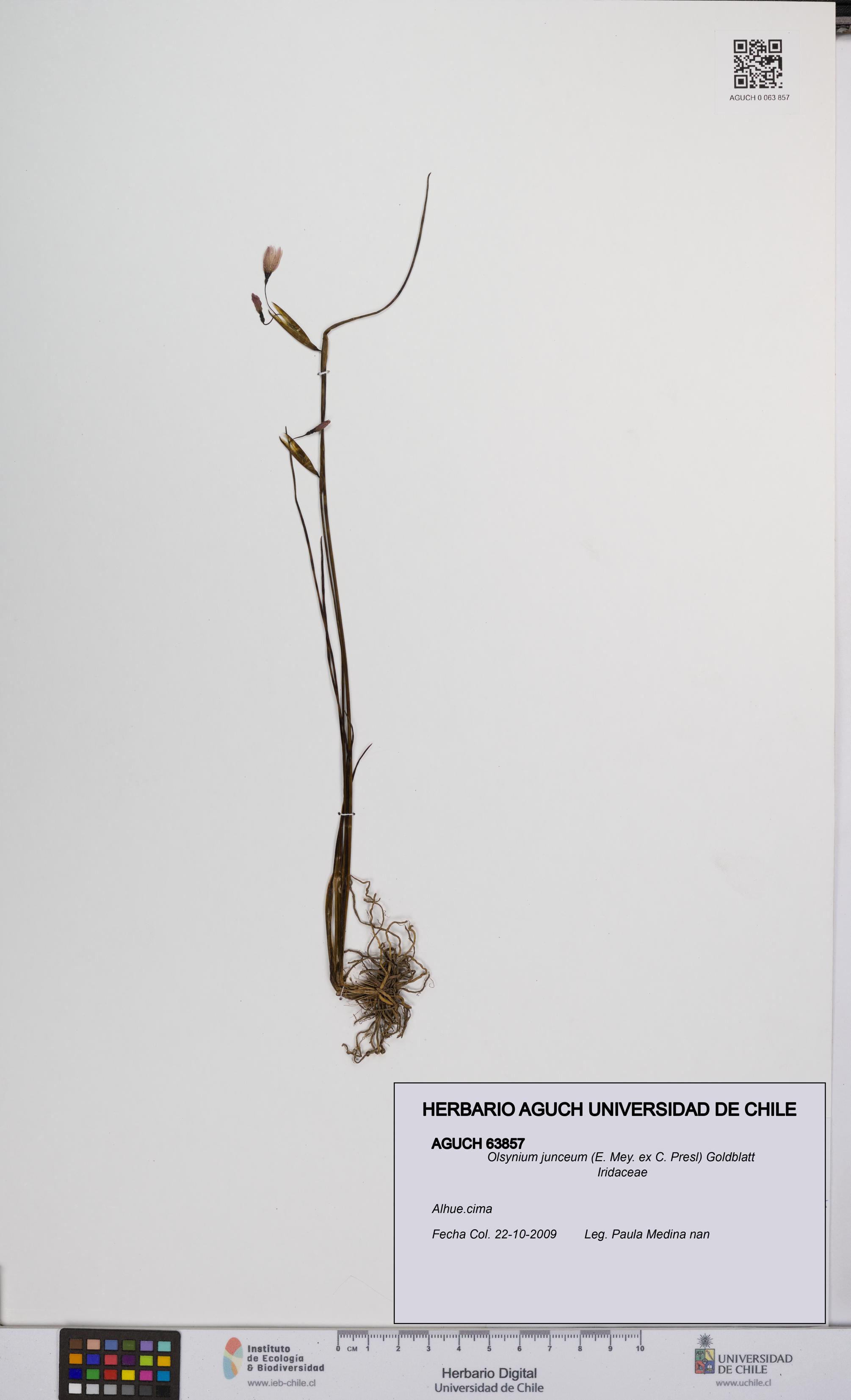 Olsynium junceum [Espécimen: UCH:AGUCH:0063857]