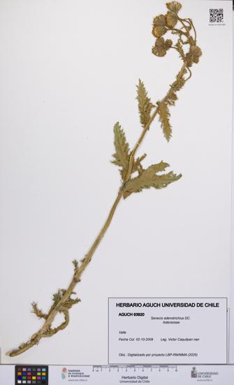 Senecio adenotrichius [Espécimen: UCH:AGUCH:0063920]