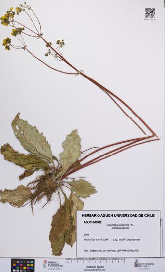 Calceolaria pratensis [Espécimen: UCH:AGUCH:0063922]