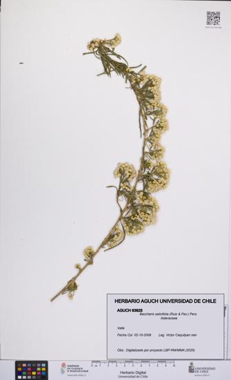 Baccharis salicifolia [Espécimen: UCH:AGUCH:0063925]