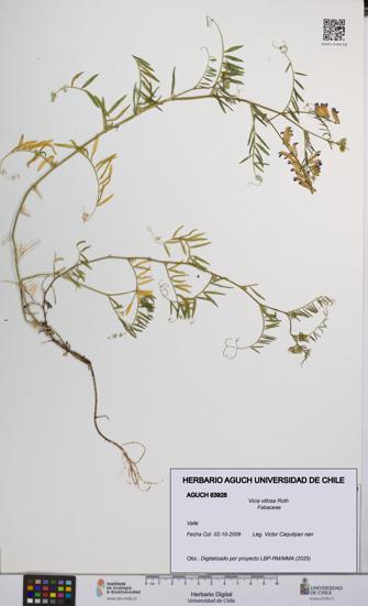 Vicia villosa [Espécimen: UCH:AGUCH:0063928]
