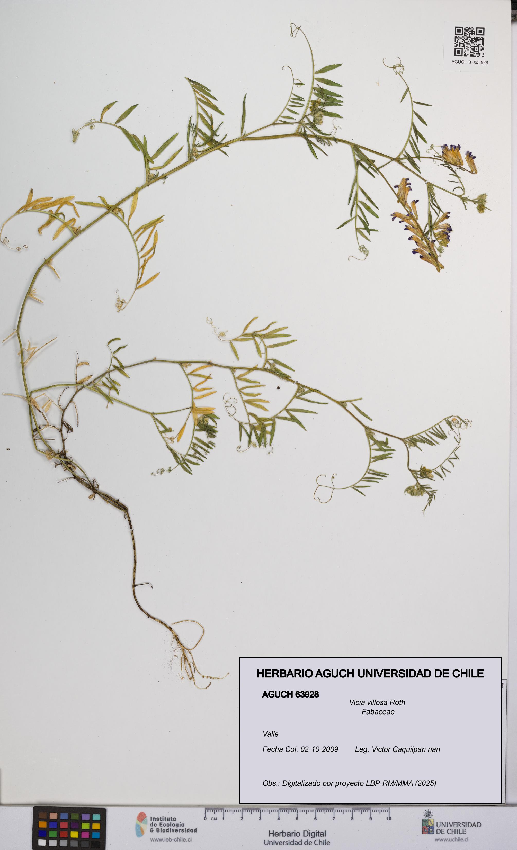 Vicia villosa [Espécimen: UCH:AGUCH:0063928]