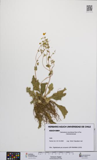 Calceolaria corymbosa [Espécimen: UCH:AGUCH:0063931]