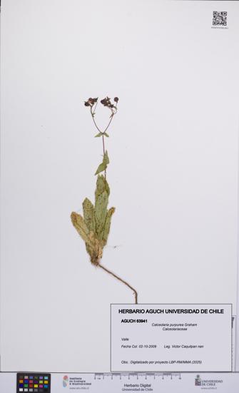 Calceolaria purpurea [Espécimen: UCH:AGUCH:0063941]