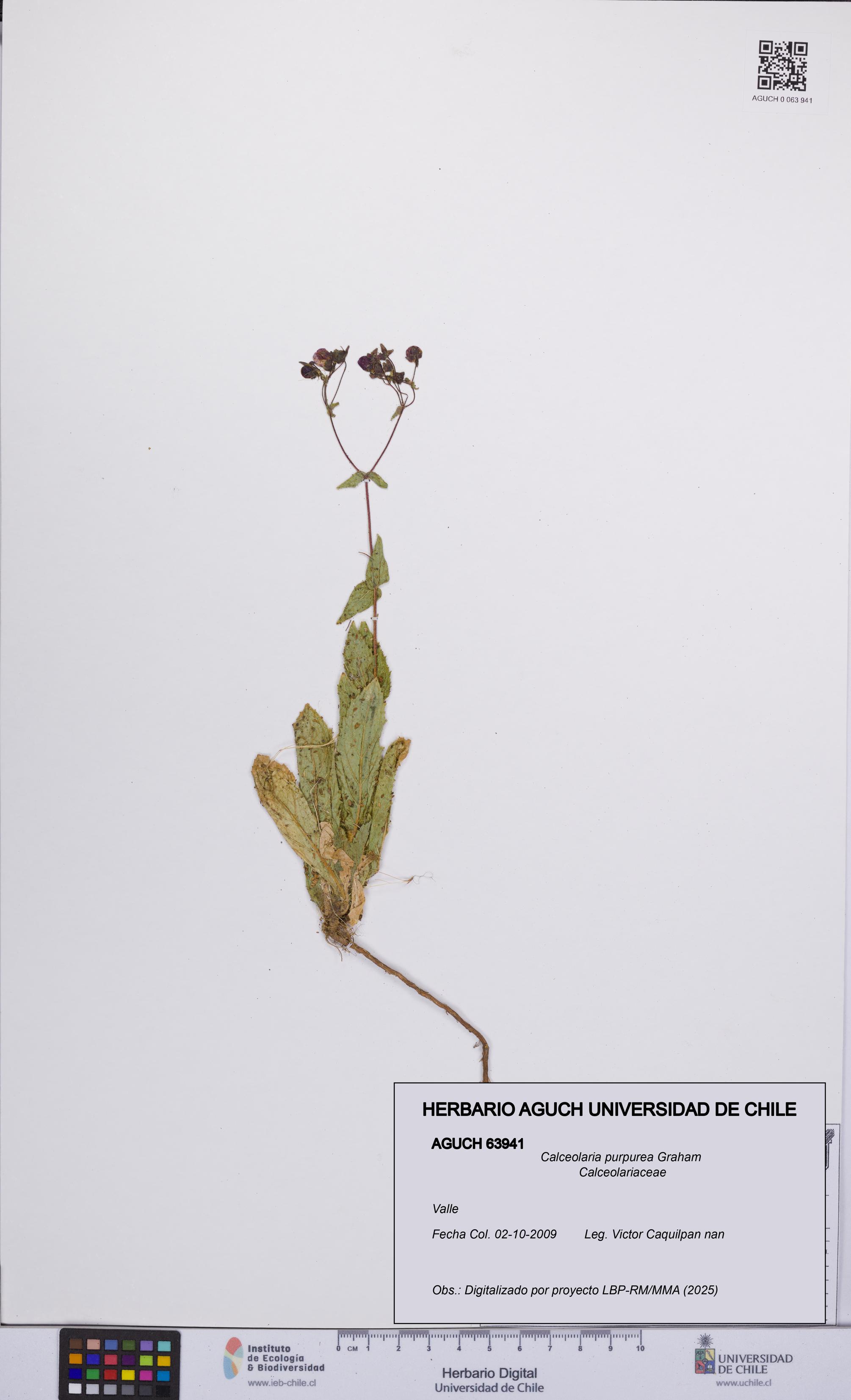 Calceolaria purpurea [Espécimen: UCH:AGUCH:0063941]