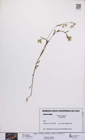 Senecio vulgaris [Espécimen: UCH:AGUCH:0063944]