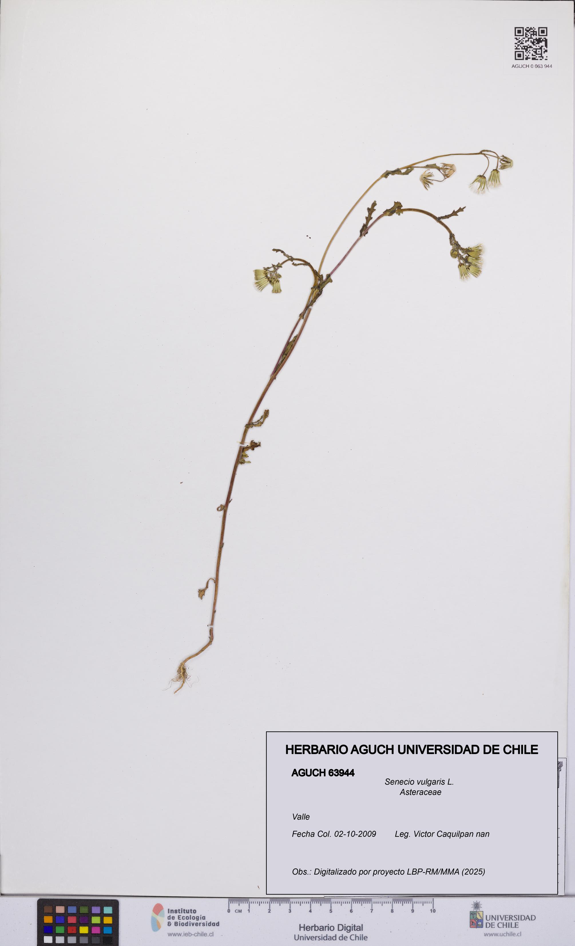 Senecio vulgaris [Espécimen: UCH:AGUCH:0063944]