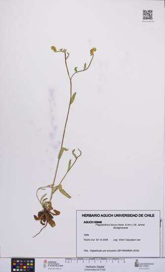 Plagiobothrys fulvus [Espécimen: UCH:AGUCH:0063946]