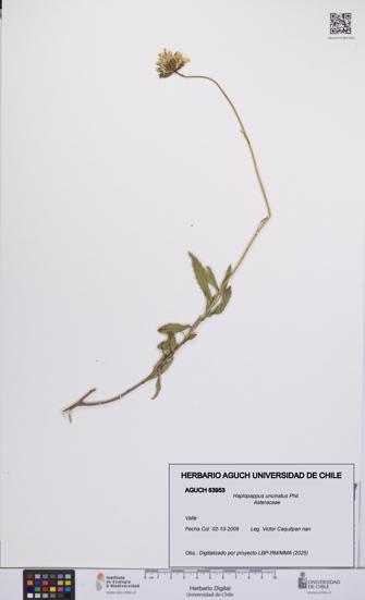 Haplopappus uncinatus [Espécimen: UCH:AGUCH:0063953]