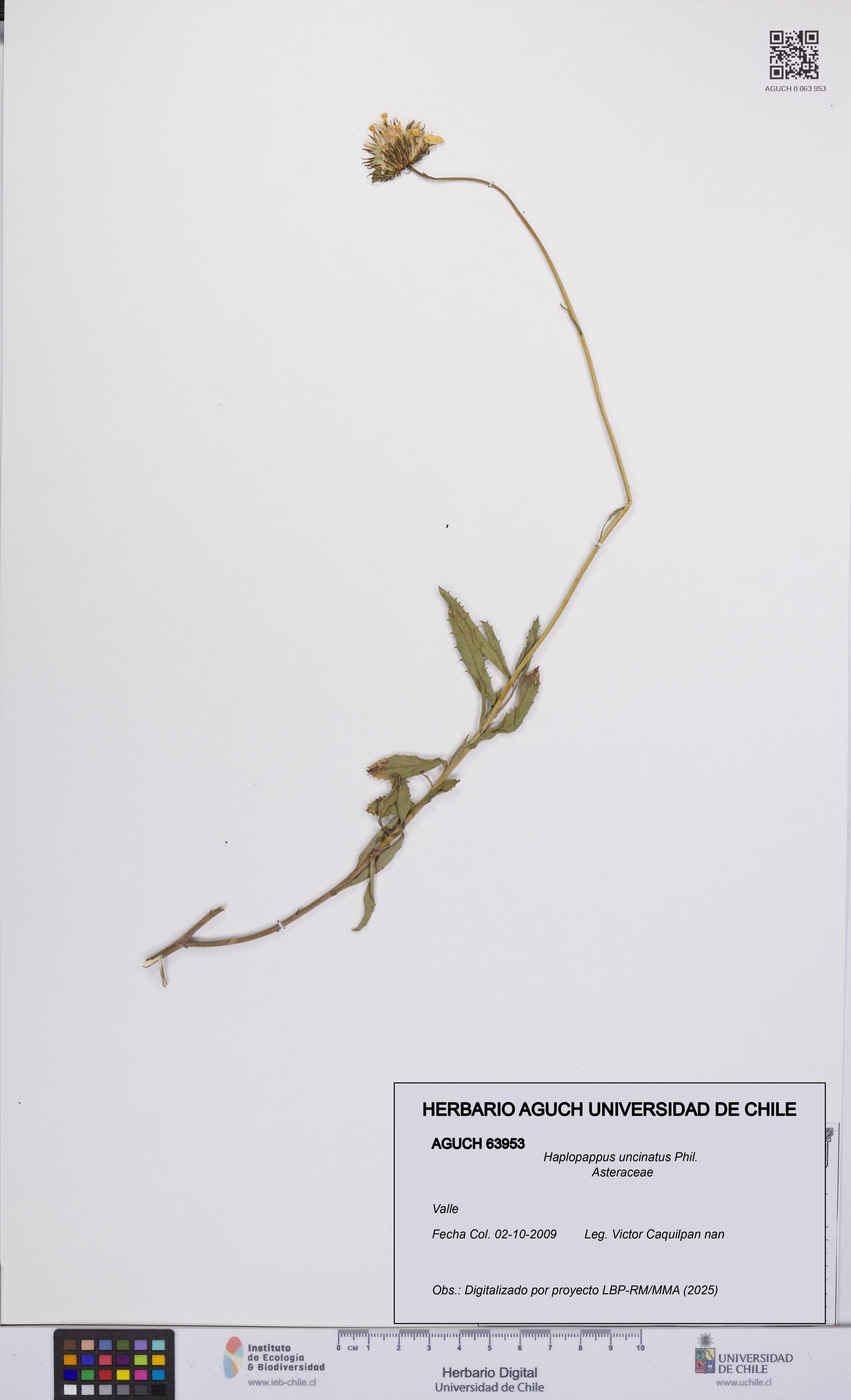 Haplopappus uncinatus [Espécimen: UCH:AGUCH:0063953]