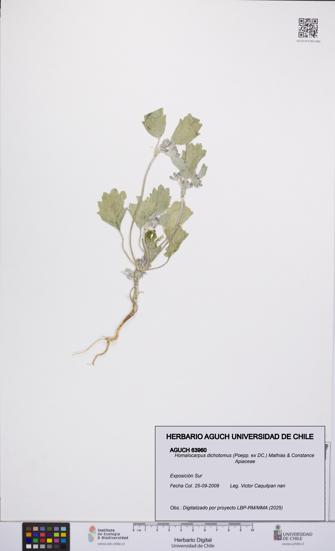 Homalocarpus dichotomus [Espécimen: UCH:AGUCH:0063960]