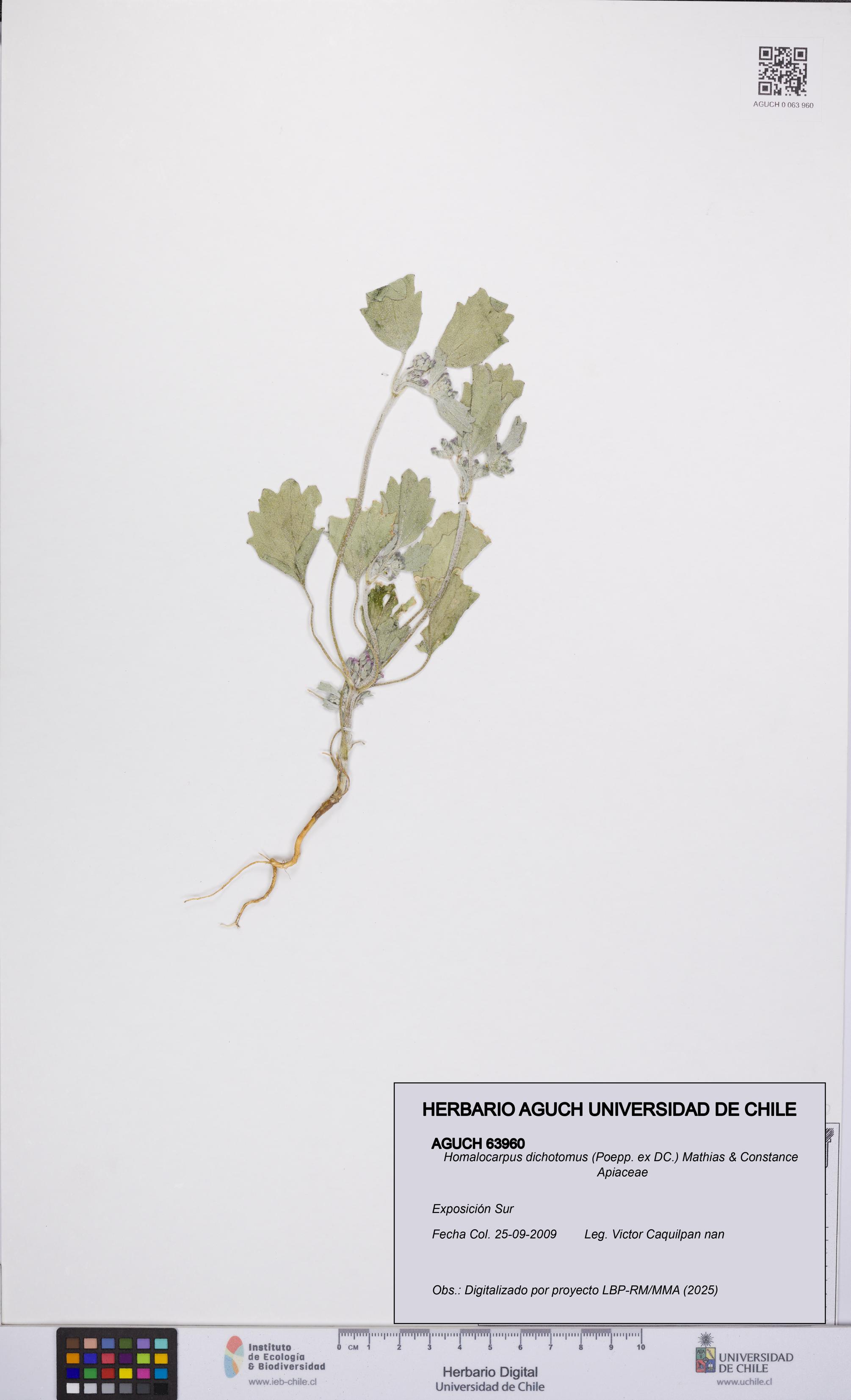 Homalocarpus dichotomus [Espécimen: UCH:AGUCH:0063960]