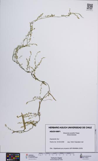 Dioscorea saxatilis [Espécimen: UCH:AGUCH:0063971]
