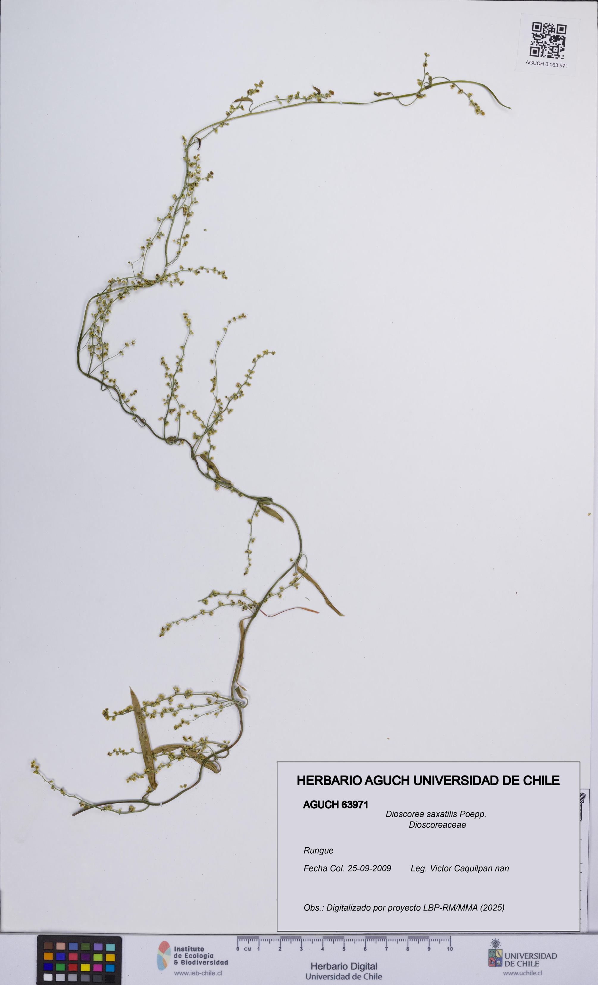 Dioscorea saxatilis [Espécimen: ]