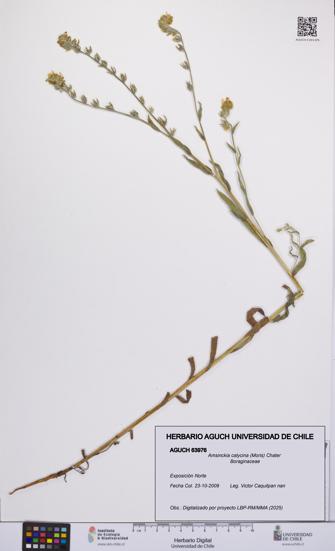 Amsinckia calycina [Espécimen: UCH:AGUCH:0063976]