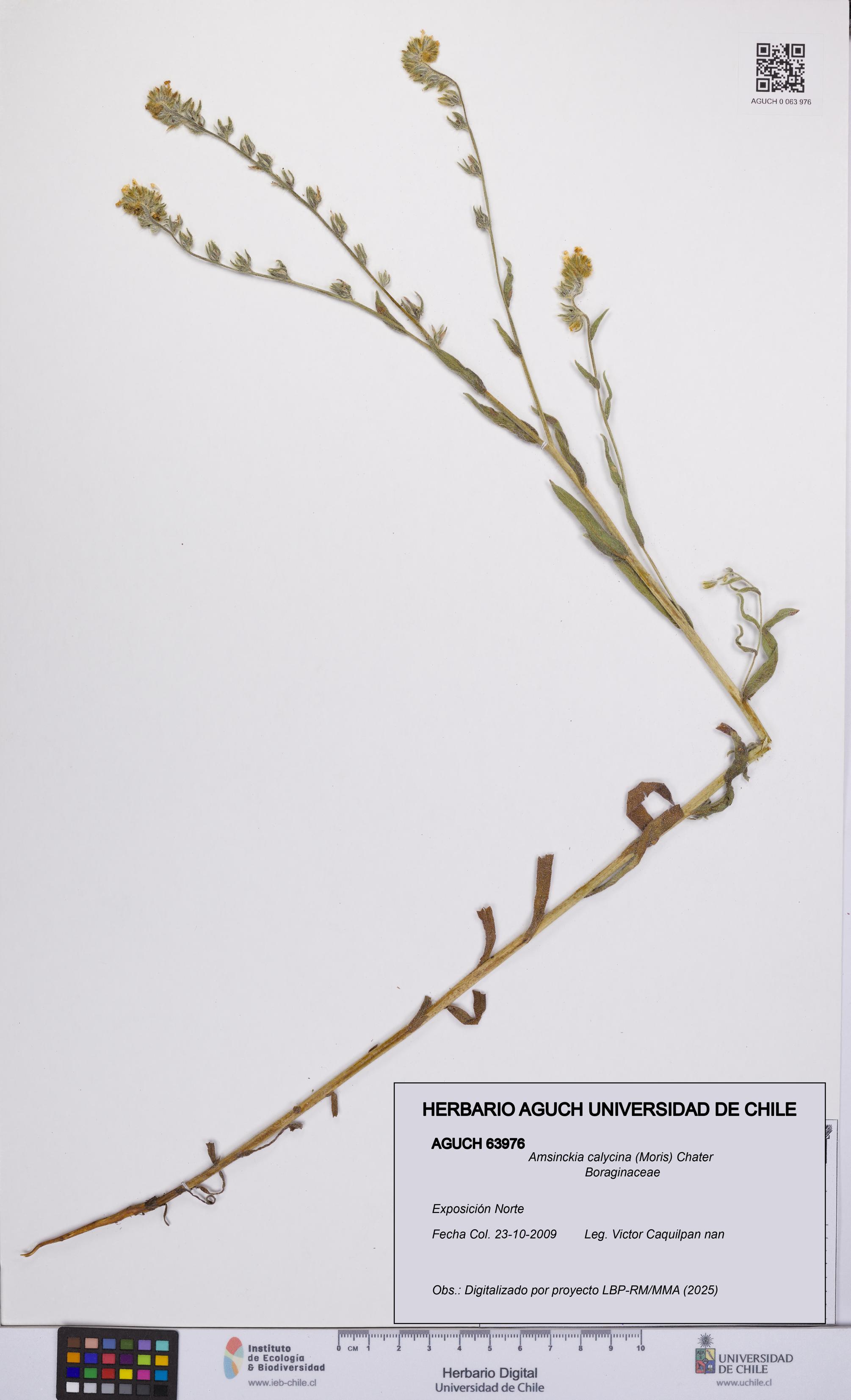 Amsinckia calycina [Espécimen: UCH:AGUCH:0063976]