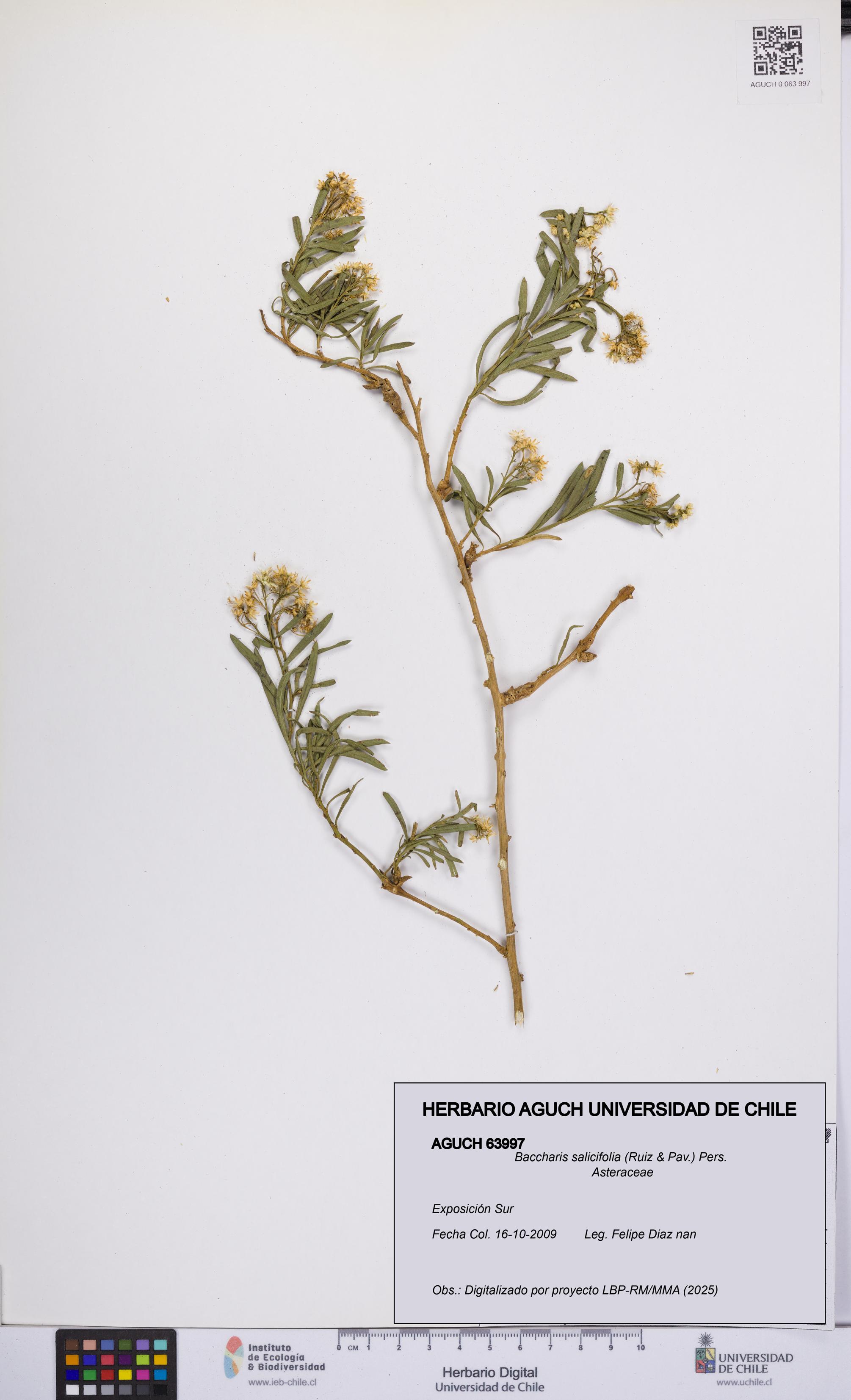 Baccharis salicifolia [Espécimen: UCH:AGUCH:0063997]