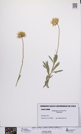 Haplopappus uncinatus [Espécimen: UCH:AGUCH:0063999]