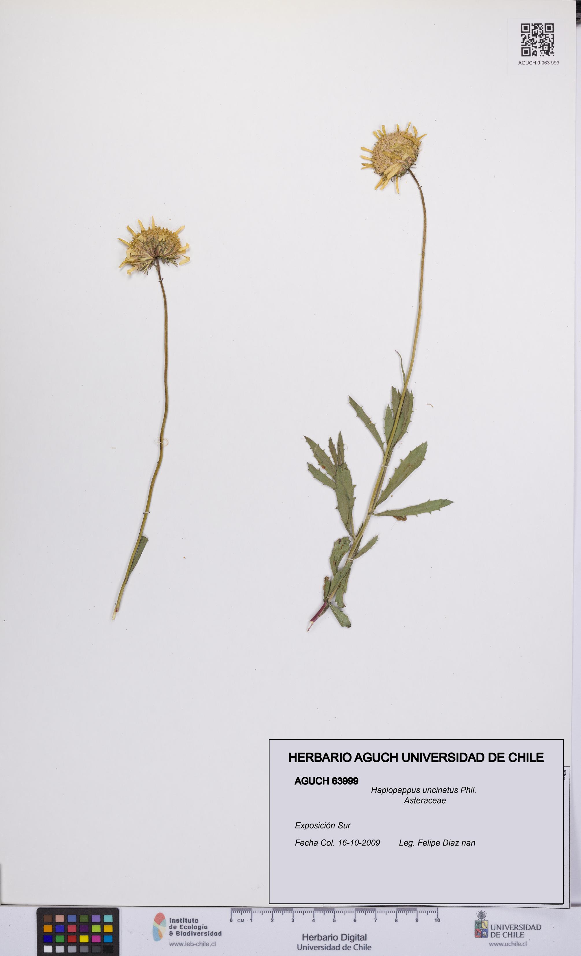 Haplopappus uncinatus [Espécimen: UCH:AGUCH:0063999]