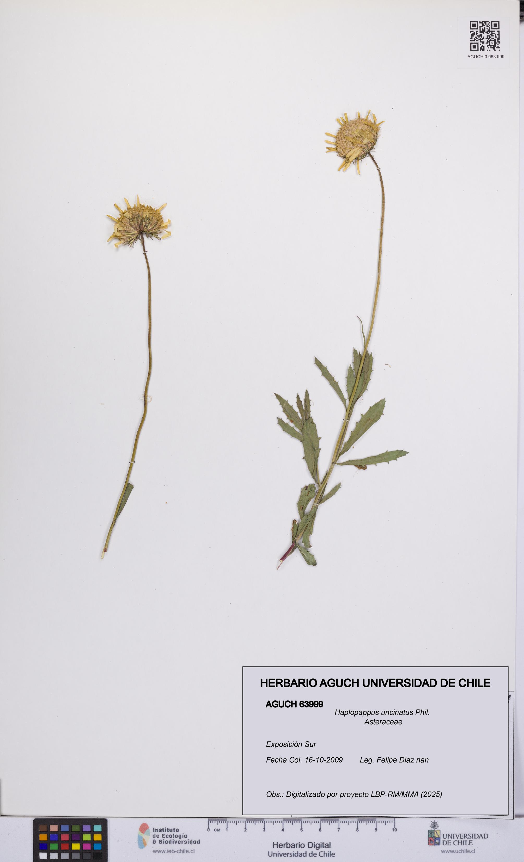 Haplopappus uncinatus [Espécimen: UCH:AGUCH:0063999]