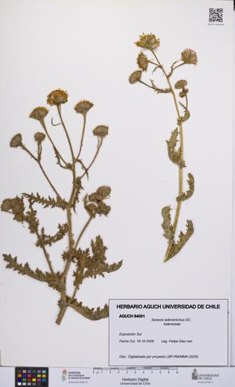 Senecio adenotrichius [Espécimen: UCH:AGUCH:0064001]