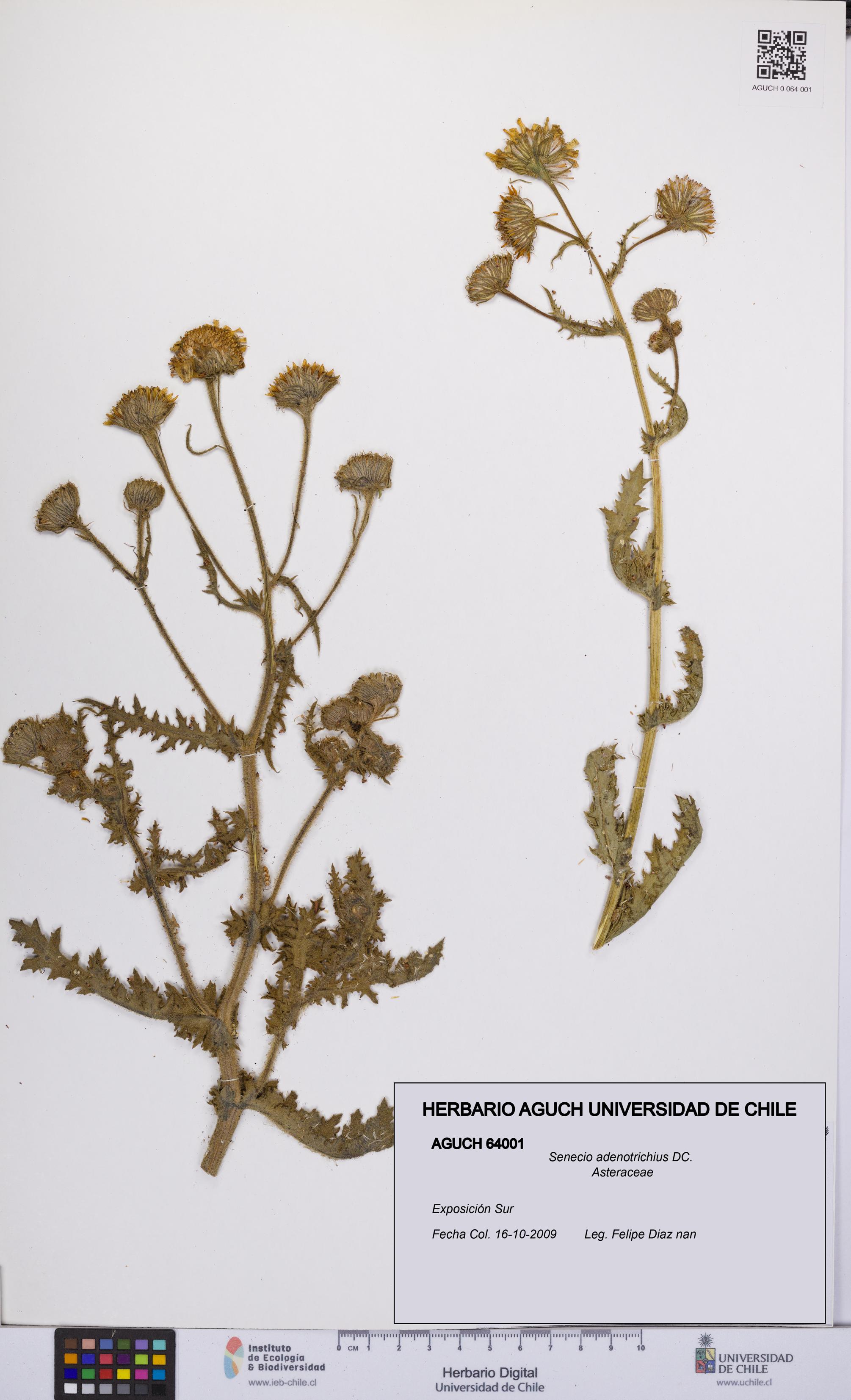 Senecio adenotrichius [Espécimen: UCH:AGUCH:0064001]