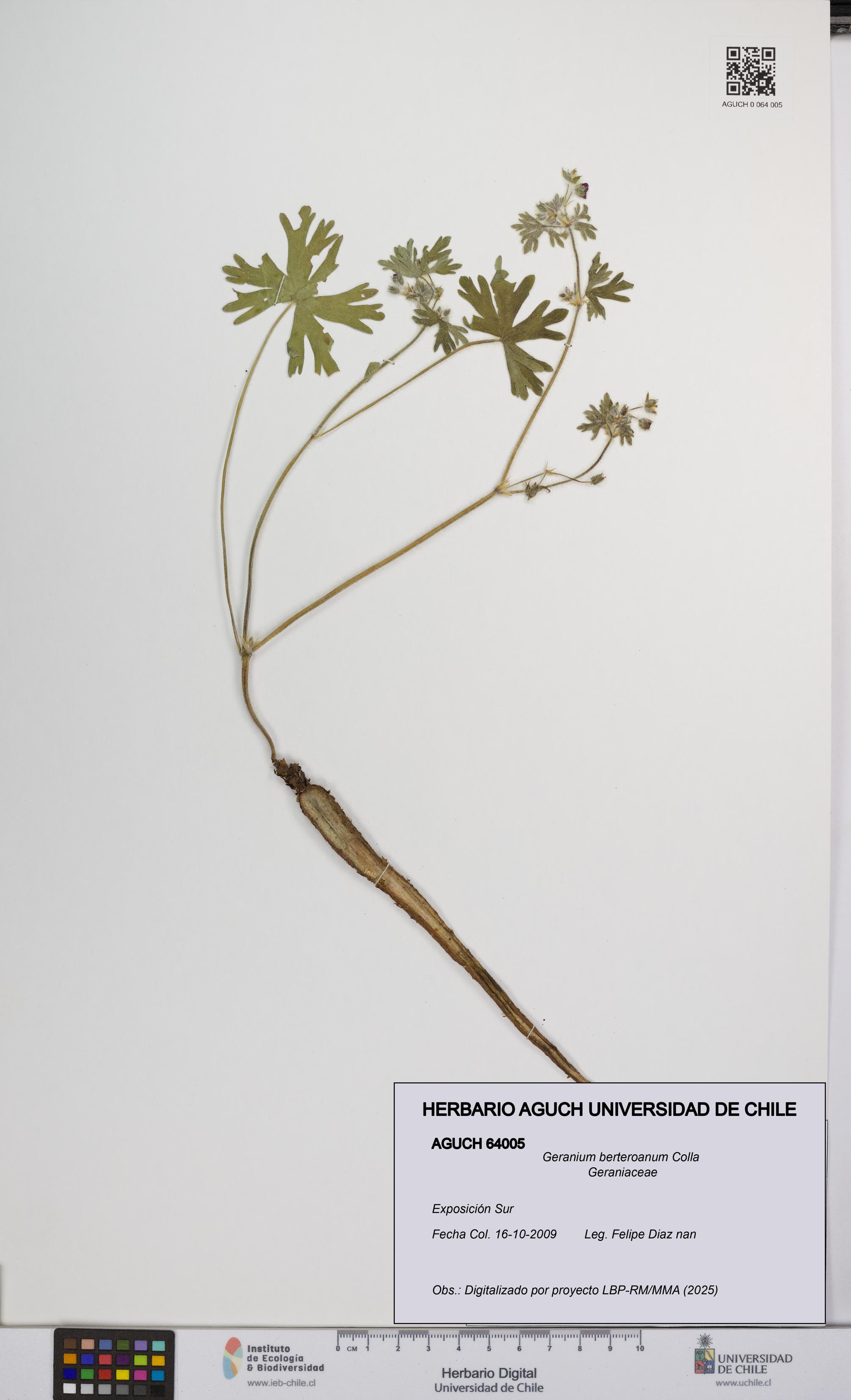 Geranium berteroanum [Espécimen: UCH:AGUCH:0064005]