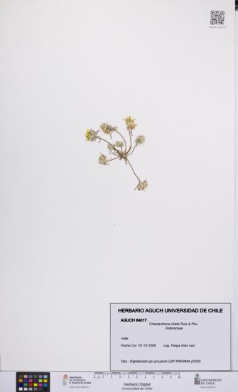 Chaetanthera ciliata [Espécimen: UCH:AGUCH:0064017]