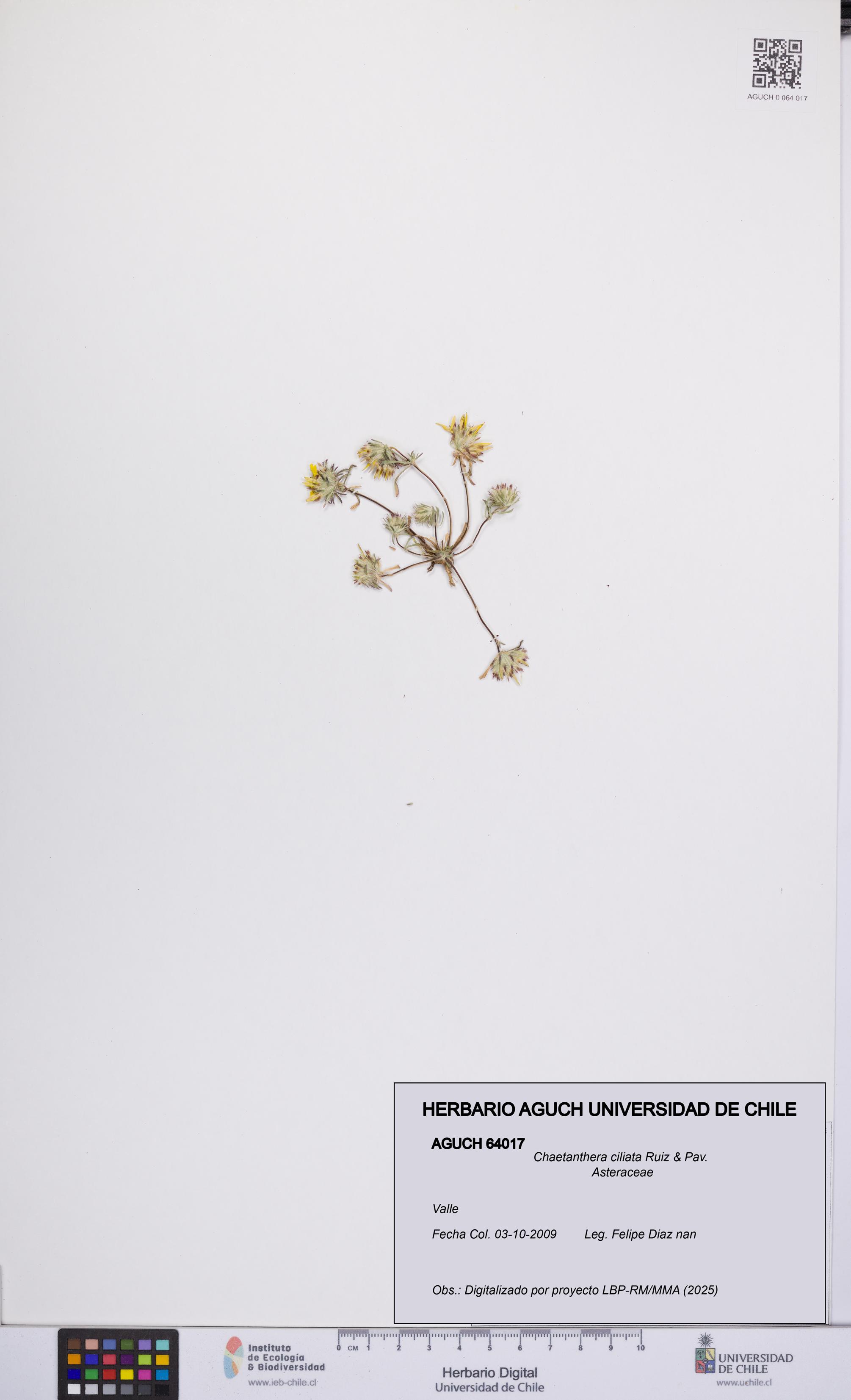 Chaetanthera ciliata [Espécimen: UCH:AGUCH:0064017]