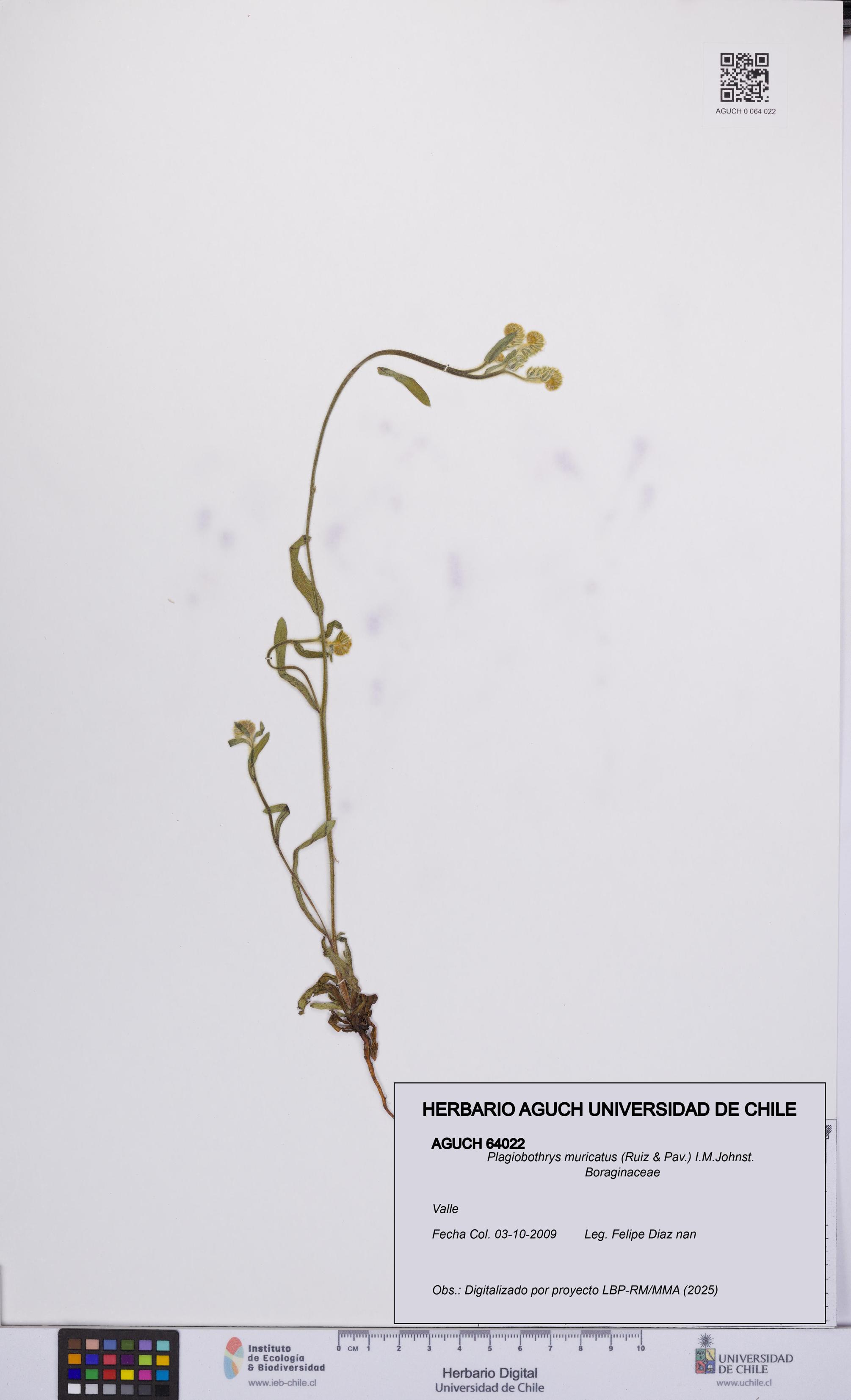 Plagiobothrys muricatus [Espécimen: ]