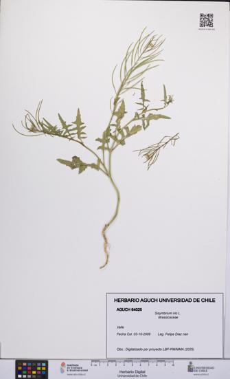 Sisymbrium irio [Espécimen: UCH:AGUCH:0064025]