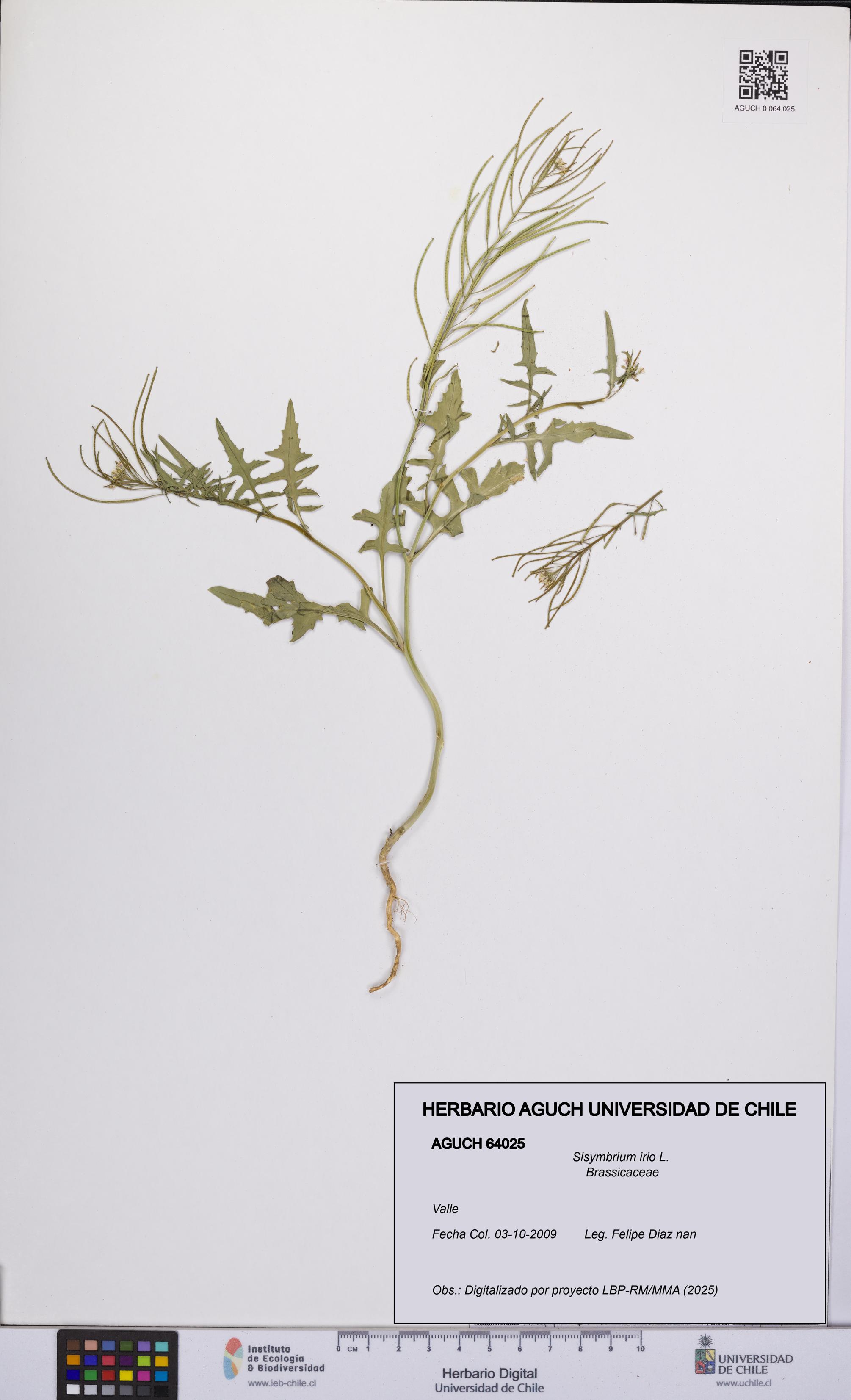 Sisymbrium irio [Espécimen: UCH:AGUCH:0064025]