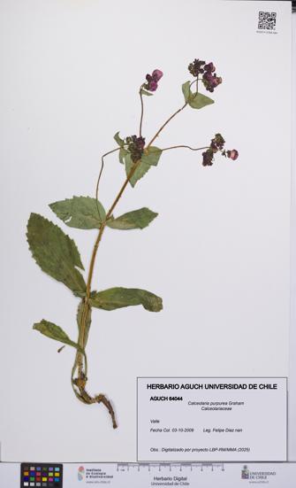 Calceolaria purpurea [Espécimen: UCH:AGUCH:0064044]