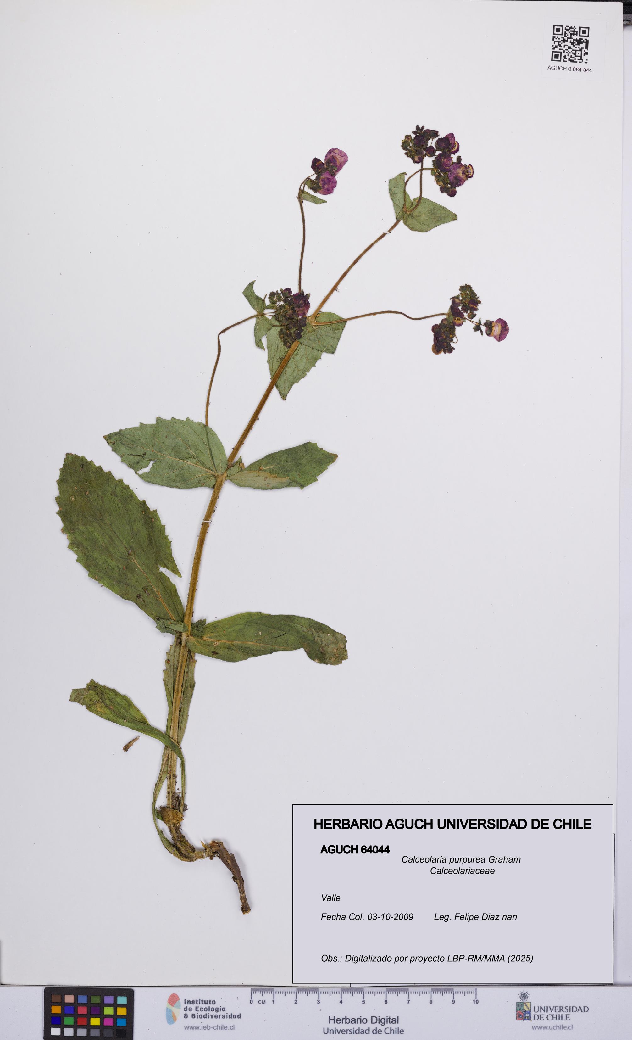Calceolaria purpurea [Espécimen: UCH:AGUCH:0064044]