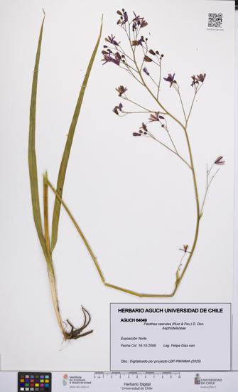 Pasithea caerulea [Espécimen: UCH:AGUCH:0064049]