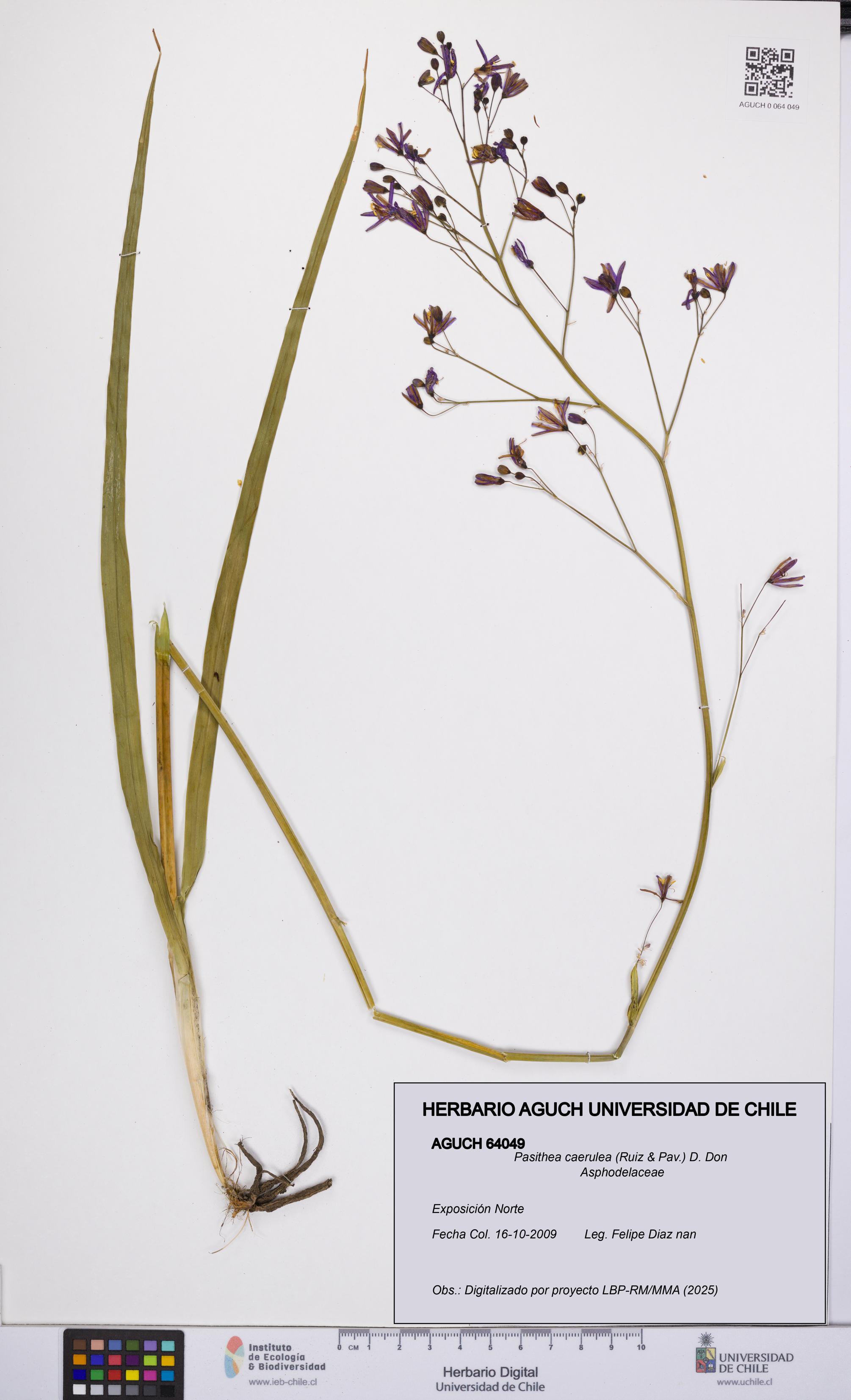 Pasithea caerulea [Espécimen: UCH:AGUCH:0064049]