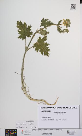 Loasa tricolor [Espécimen: UCH:AGUCH:0064050]