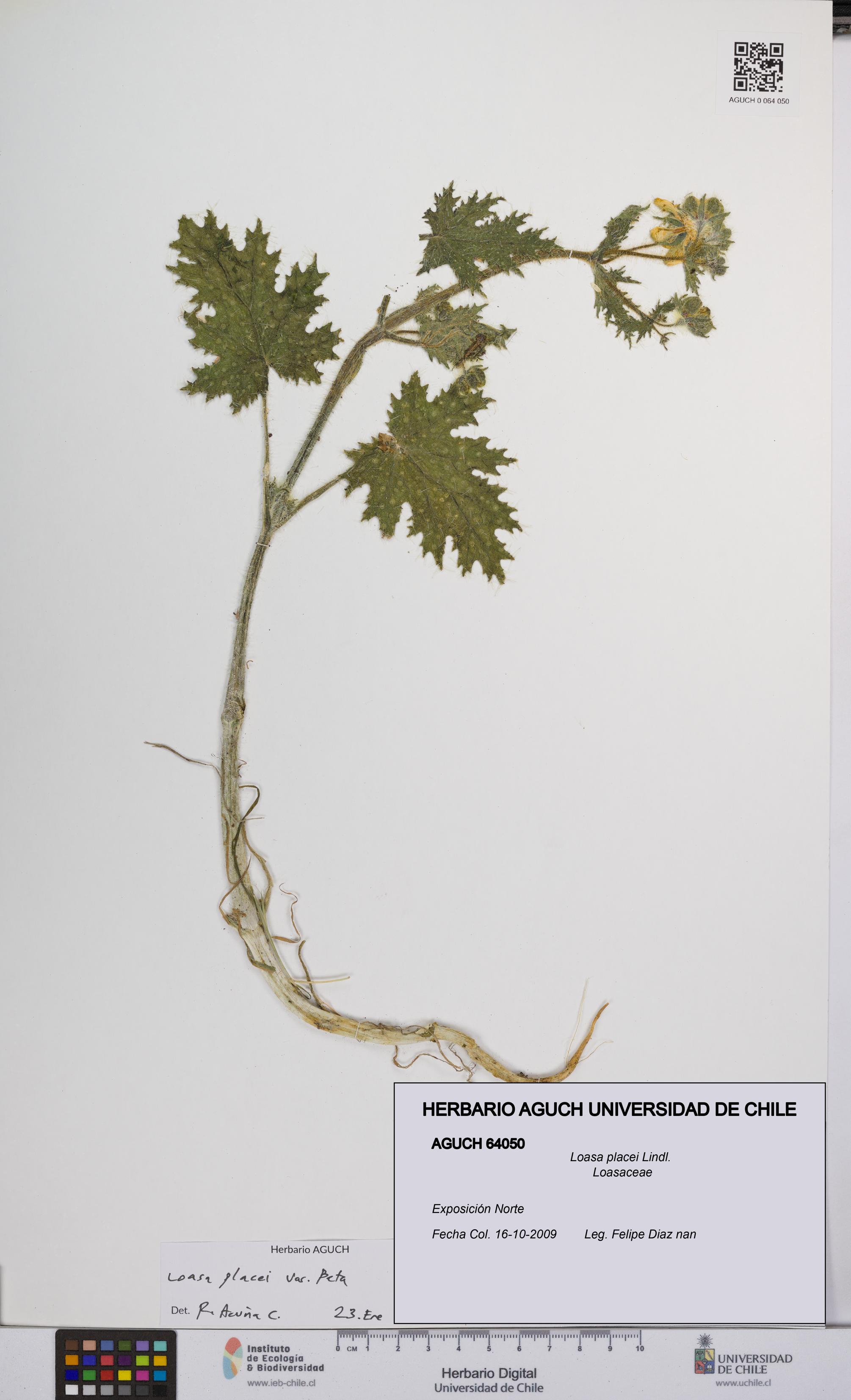 Loasa placei [Espécimen: UCH:AGUCH:0064050]