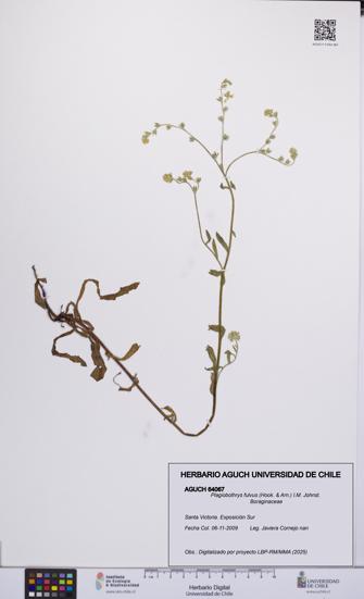 Plagiobothrys fulvus [Espécimen: UCH:AGUCH:0064067]