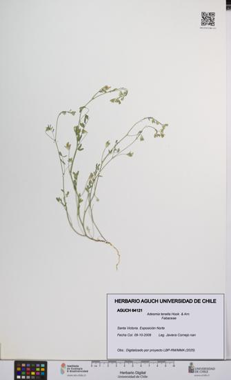 Adesmia tenella [Espécimen: UCH:AGUCH:0064121]