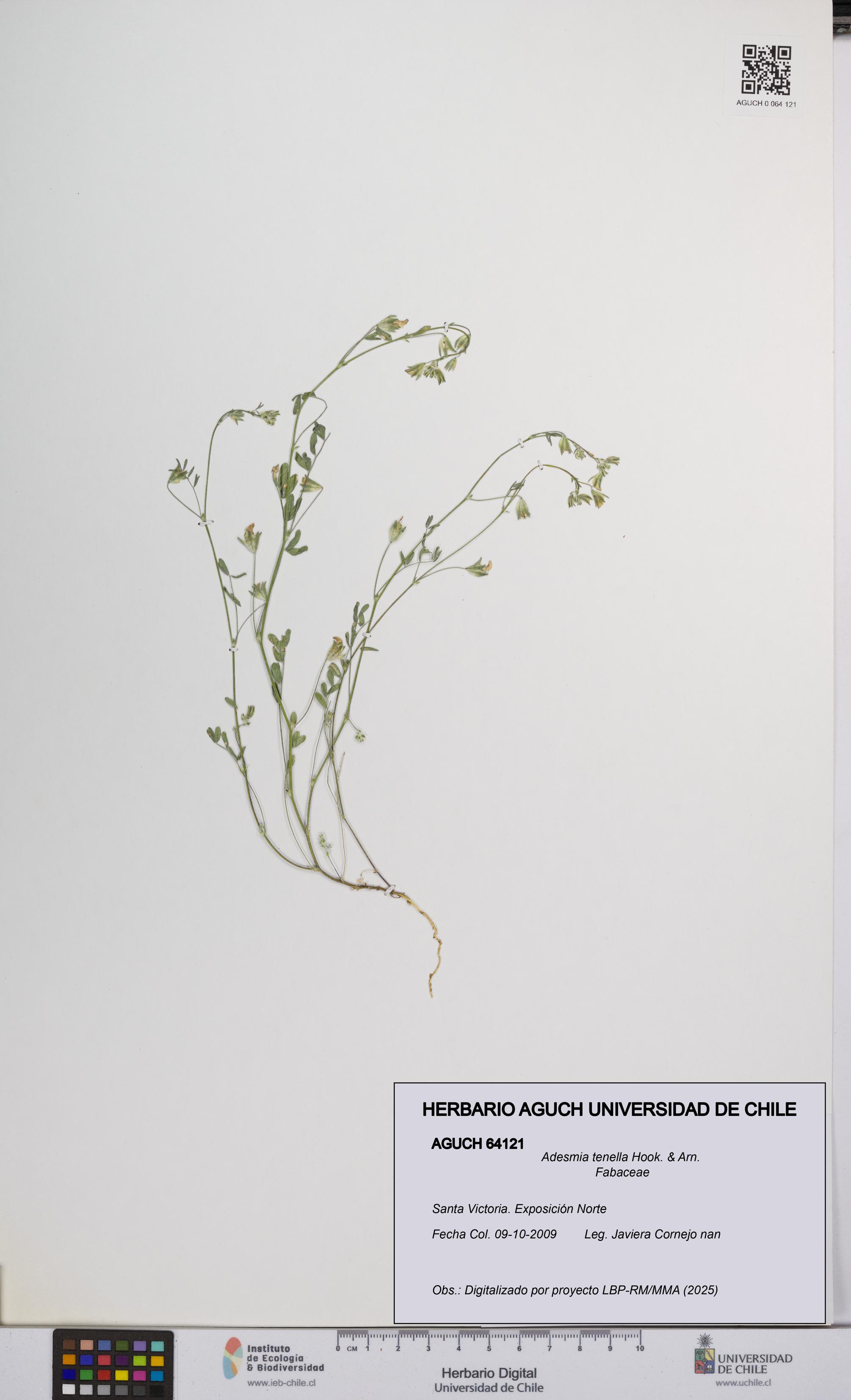 Adesmia tenella [Espécimen: UCH:AGUCH:0064121]