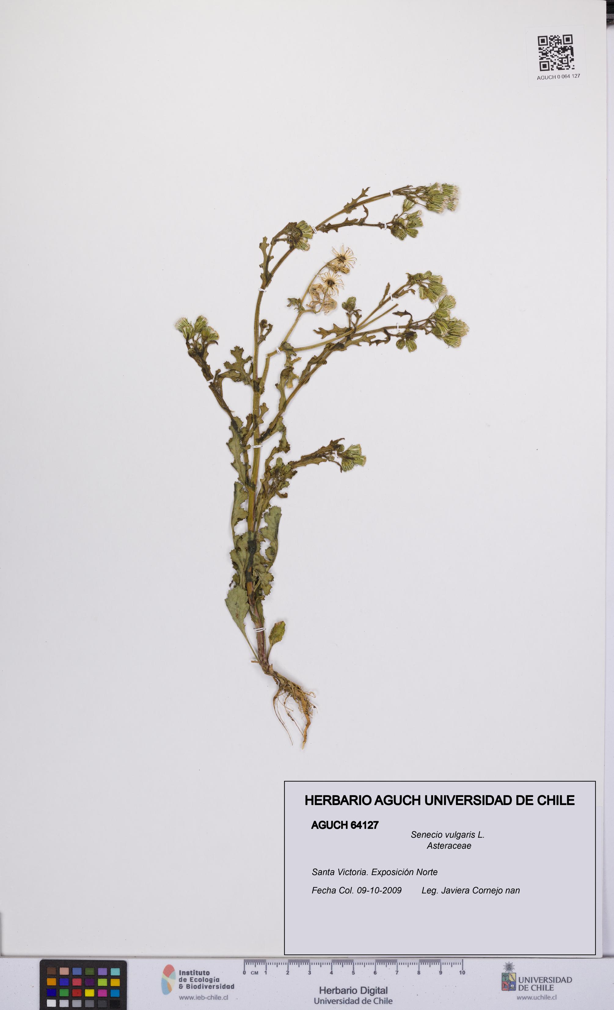 Senecio vulgaris [Espécimen: UCH:AGUCH:0064127]