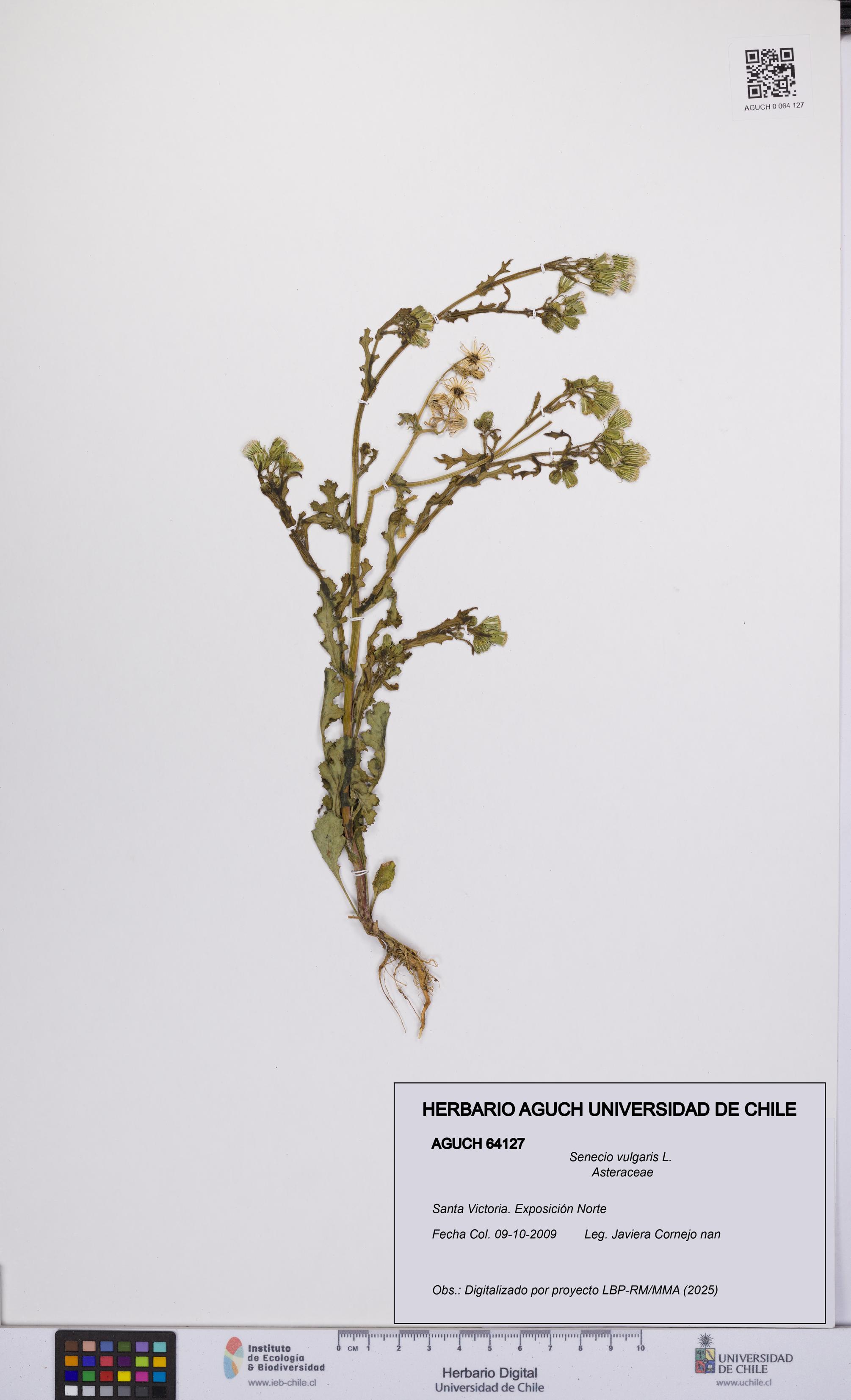 Senecio vulgaris [Espécimen: UCH:AGUCH:0064127]
