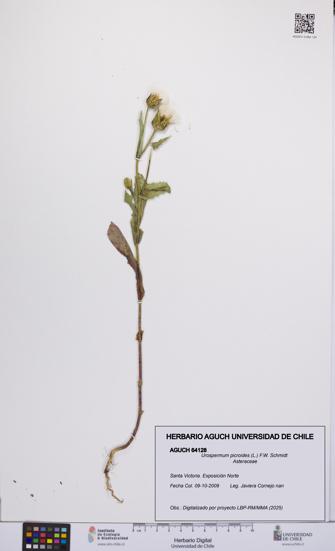 Urospermum picroides [Espécimen: UCH:AGUCH:0064128]