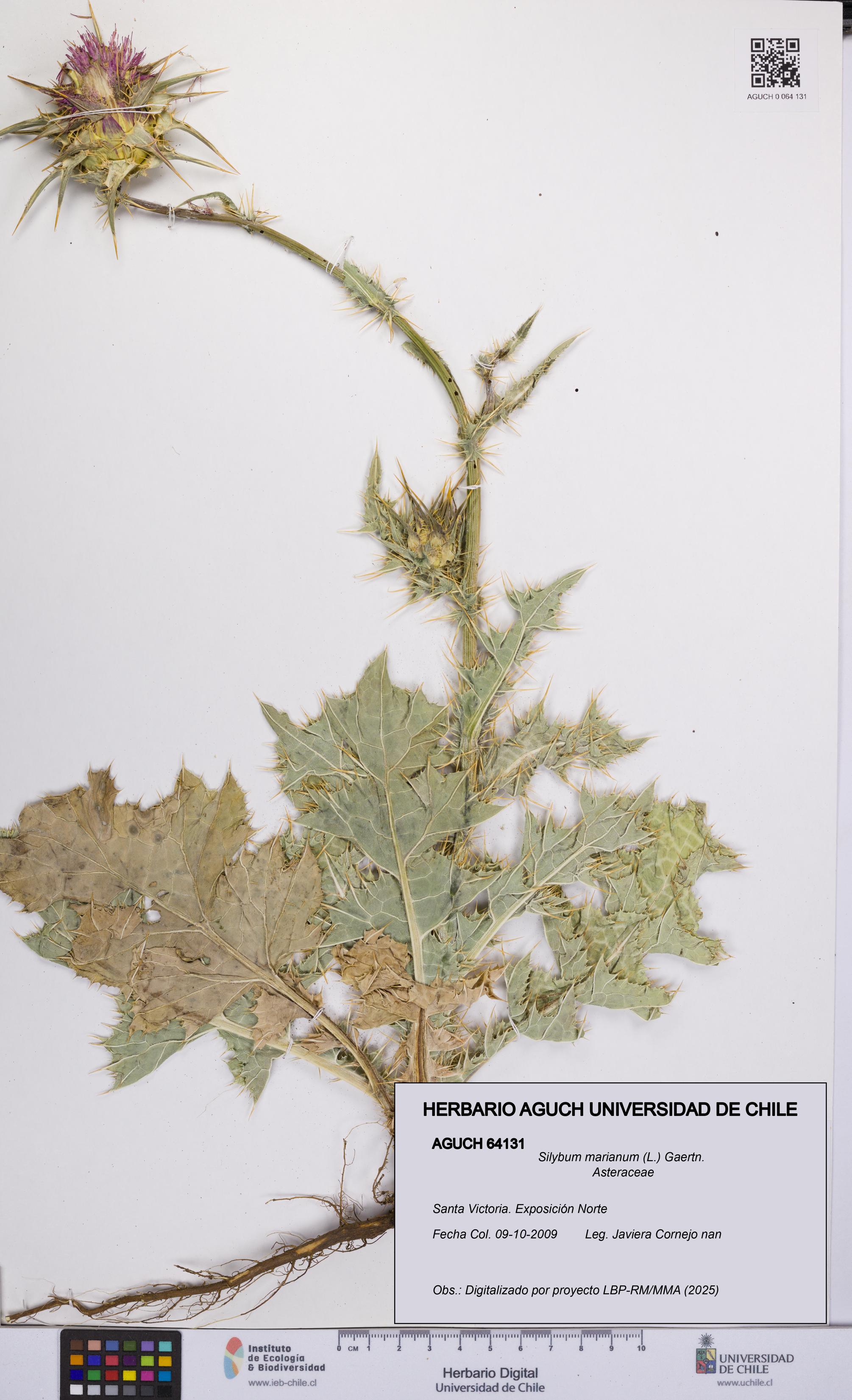 Silybum marianum [Espécimen: UCH:AGUCH:0064131]