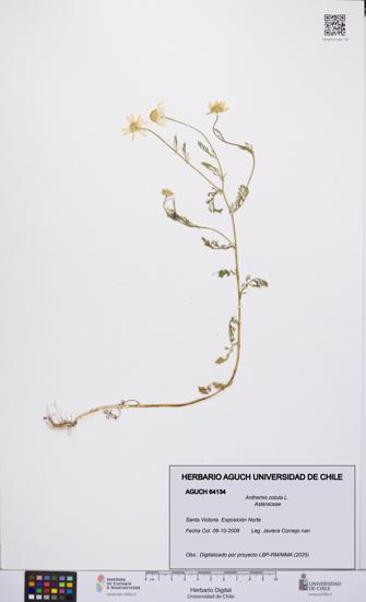 Anthemis cotula [Espécimen: UCH:AGUCH:0064134]