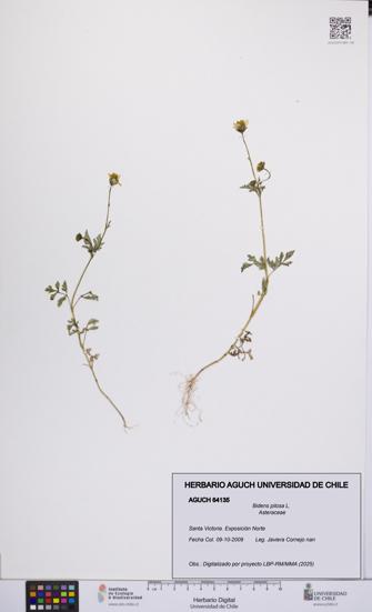 Bidens pilosa [Espécimen: UCH:AGUCH:0064135]