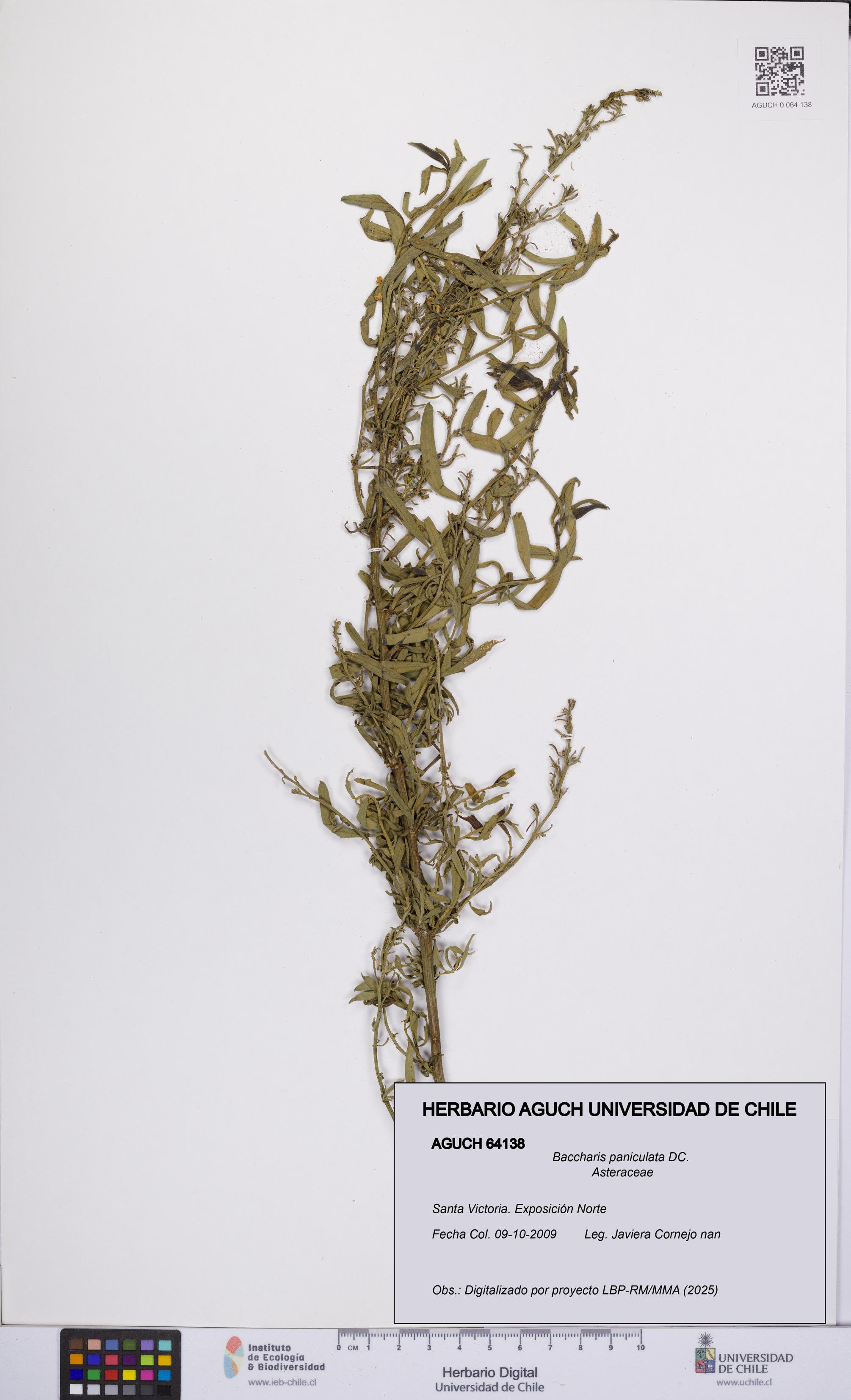 Baccharis paniculata [Espécimen: UCH:AGUCH:0064138]